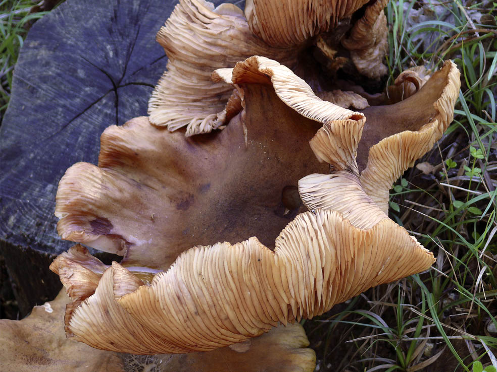 Riconoscimento funghi